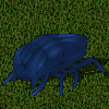 Escarabajo azulito.jpg