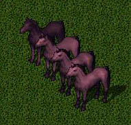 Archivo:Morado.jpg