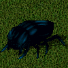 Escarabajo oceano.jpg