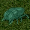 Escarabajo turquesa.jpg