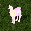 Llama tiluca.jpg