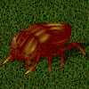 Escarabajo corrupto.jpg
