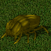 Escarabajo millo.jpg