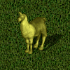 Llama alpaca.jpg