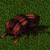 Escarabajo chili.jpg