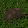 Escarabajo marron.jpg