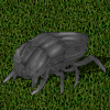 Escarabajo gris.jpg