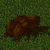 Escarabajo caoba.jpg