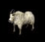 Archivo:Cabra.gif